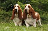 BASSET HOUND 094
